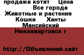 продажа котят  › Цена ­ 15 000 - Все города Животные и растения » Кошки   . Ханты-Мансийский,Нижневартовск г.